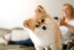 寵物