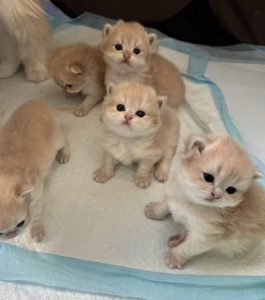 可愛的小貓們