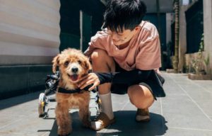 動物義工