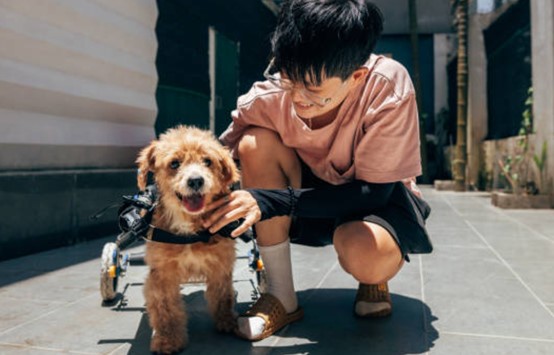 香港動物義工入門全攻略：SPCA與5大動物機構義工比較