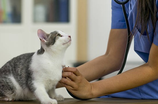 動物義工申請