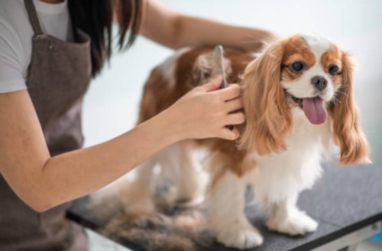 香港動物義工面試攻略：2026年常見問題、答題技巧與NG行為
