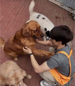 陪伴狗狗