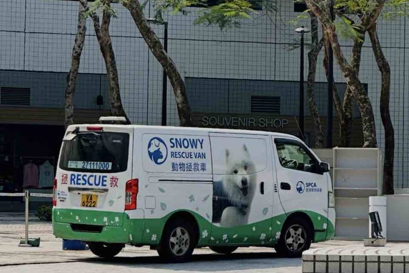2026香港愛護動物協會領養條件全拆解：一次過看清愛協領養要求、程序&家訪必勝關鍵