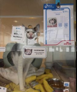 愛護動物協會領養條件