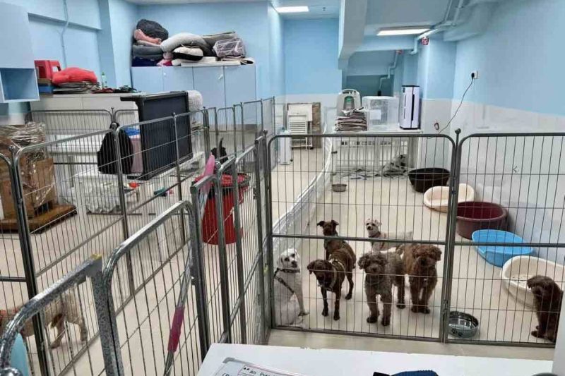 2026香港領養狗狗全攻略：熱門領養動物機構盤點、流程審查&狗bb領養指南